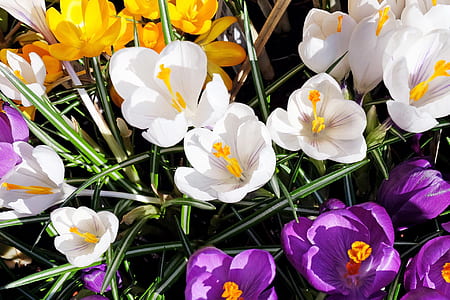 yellow, white, and purple flowers thumbnail
