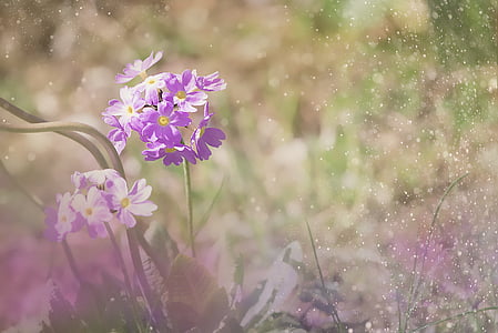 purple 5-petaled flower thumbnail