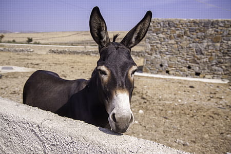 brown and white donkey of gray concrete wall thumbnail