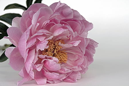 pink petals flower thumbnail