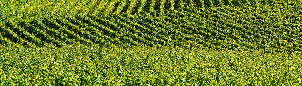 sunlight over green farm field thumbnail