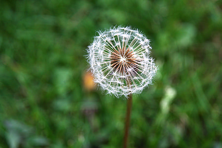 Dandelion, Meadow thumbnail