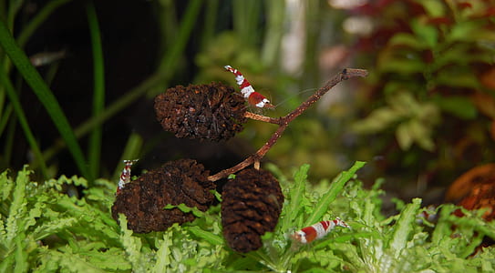 three pine cones on green leafed plant thumbnail