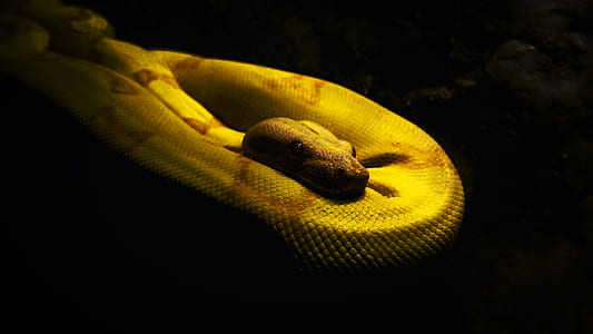 yellow and brown python thumbnail