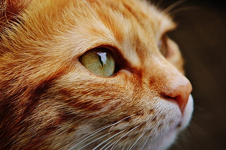 orange tabby cat thumbnail
