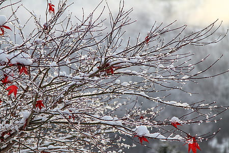 red maple leaves covered with snow thumbnail