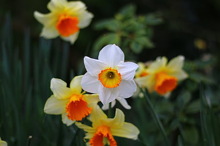 white and yellow daffodils in bloom thumbnail