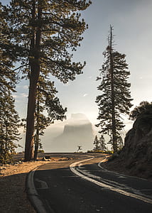 green spruce trees beside the road thumbnail