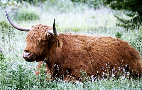 photo of brown yak on grass thumbnail
