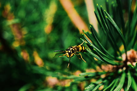 flying yellow and black bee thumbnail
