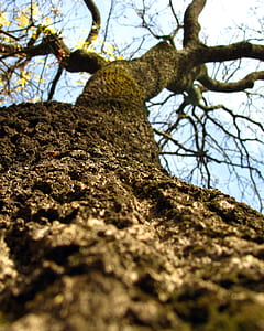 wood, landscape, nature, branches thumbnail