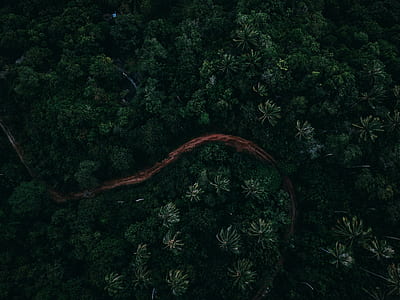 aerial photo of forest thumbnail