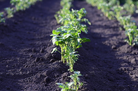 selective focus photo of green leaf plants thumbnail