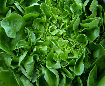 close up photography of green leaf plant thumbnail