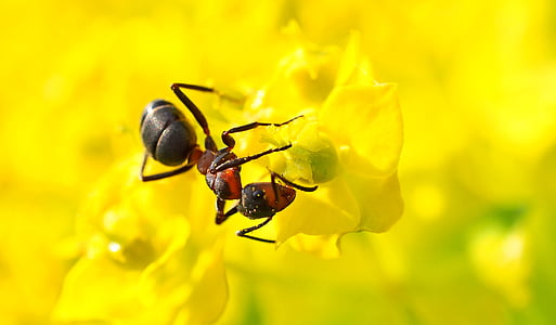 red ant on yellow flower thumbnail