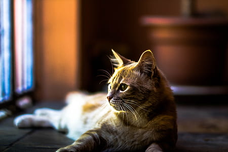 cat lying on floor near door selective focus photography thumbnail