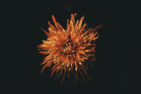 brown petaled flower thumbnail