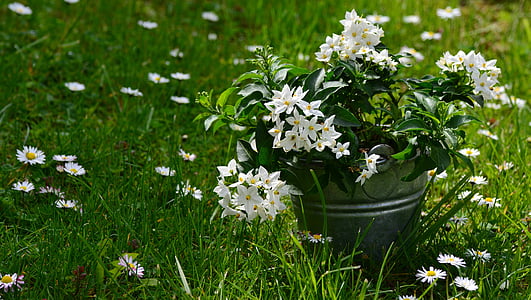 white flower on gray pail thumbnail