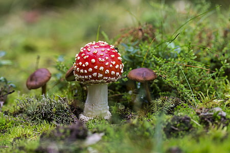 selective focus photo of red mushroom thumbnail