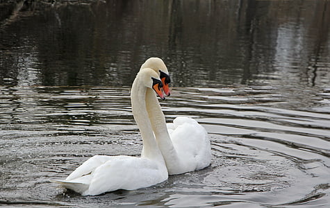 two white swans on body of water thumbnail