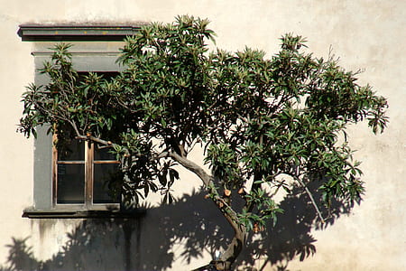 tree in front of white building thumbnail