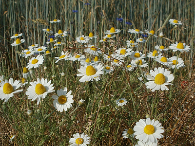 Tripleurospermum Inodorum, Daisies thumbnail
