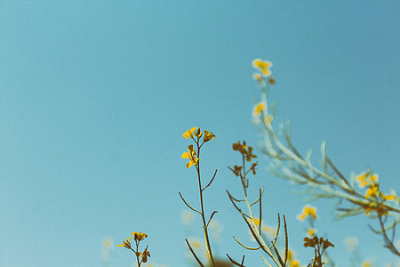 photo of yellow petaled flowers thumbnail