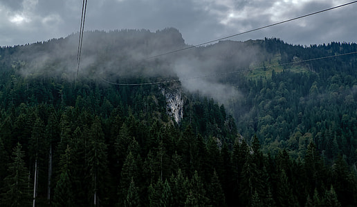 photography of trees under gray cloudy sky thumbnail