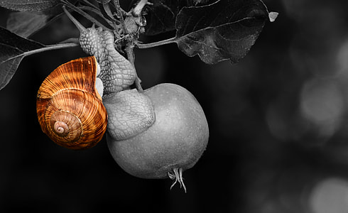 selective color photo of brown snail thumbnail