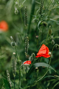 A field of Red Poppies thumbnail