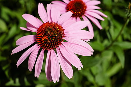 pink and red flowers thumbnail