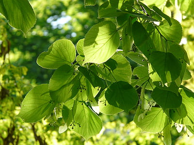 green leaf plant thumbnail