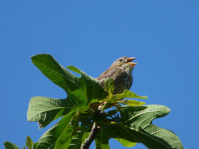 Singing Bird, Fig Tree thumbnail