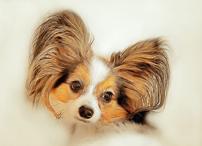 brown, white, and black papillon painting thumbnail