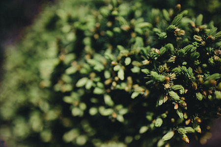 Closeup view of nature thumbnail