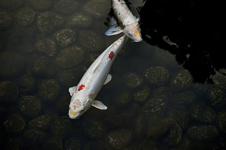 two white coi fish swimming in body of water thumbnail