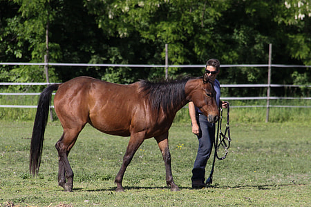 man standing beside brown horse on green grass field thumbnail