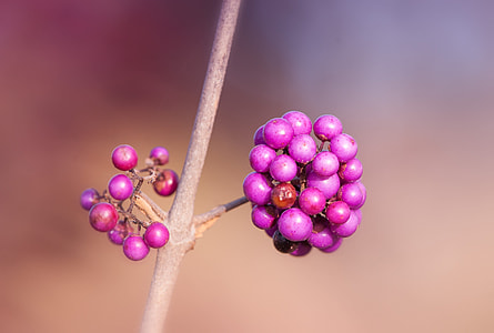 shallow focus photography of pink berries thumbnail