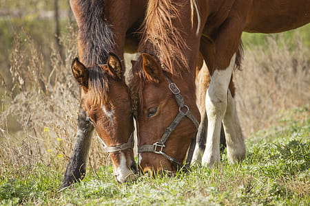Two Brown Horses Feeding On Grass thumbnail