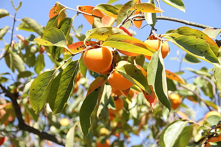 orange fruit tree taken during daytime thumbnail