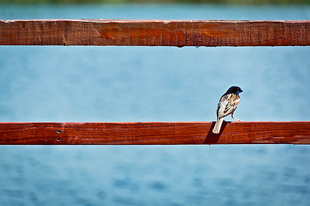 depth photography of brown bird on brown wooden bar thumbnail