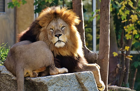lion lying on gray rock beside tree during daytime thumbnail