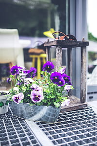 Old lantern & pansies thumbnail