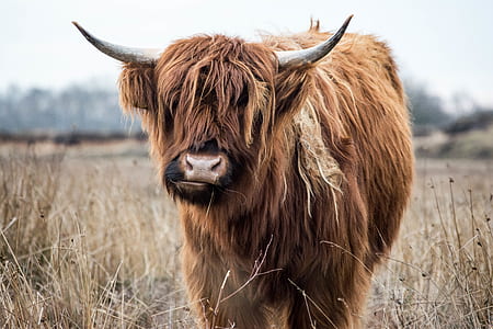 Brown Yak thumbnail
