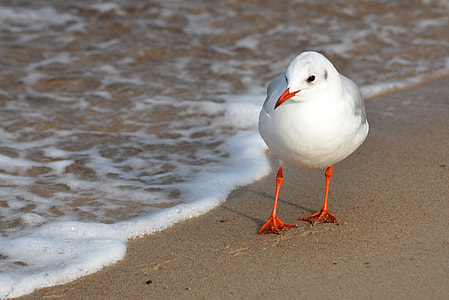white bird on brown sand near sea at daytime thumbnail