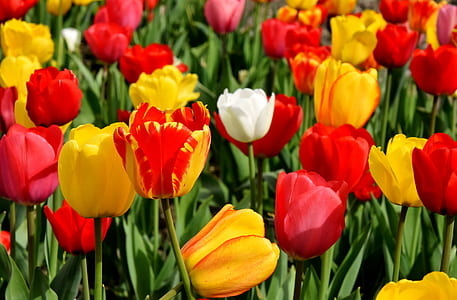 white, red, and yellow tulips in bloom thumbnail