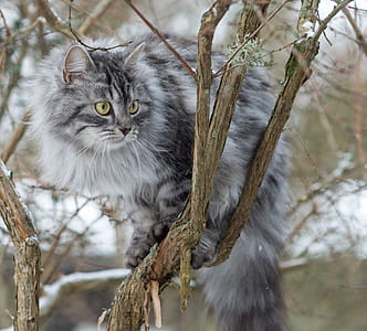 gray fur cat on brown wooden tree branch during daytime thumbnail