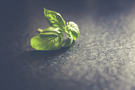 Fresh basil leafs close up thumbnail