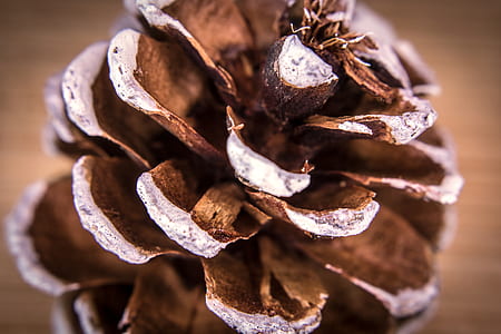 selective focus photography of brown pine cone thumbnail