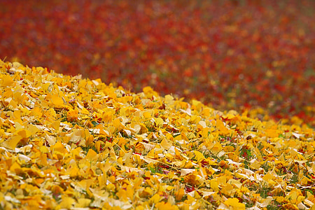 yellow leaves on floor during daytime thumbnail